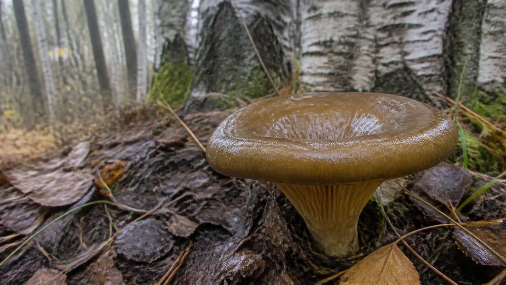 A brown roll-rim mushroom with an inrolled cottony cap margin and yellowish gills running down the stem