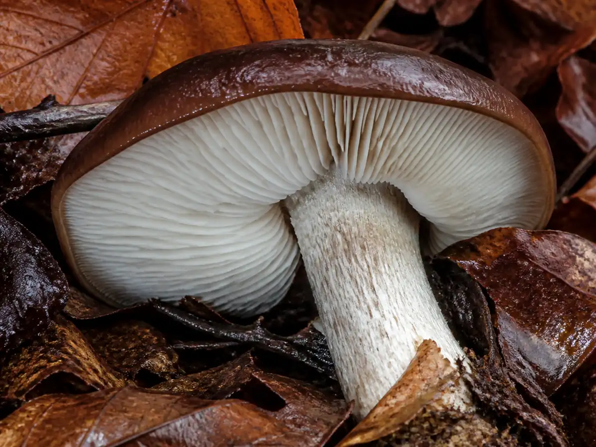 White gills notched before meeting a burnt knight stem