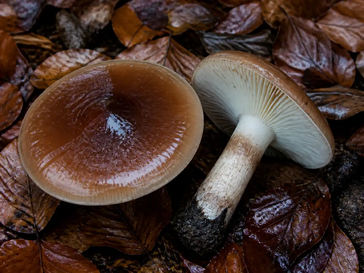 Wet chestnut cap and pale notched gills of burnt knight
