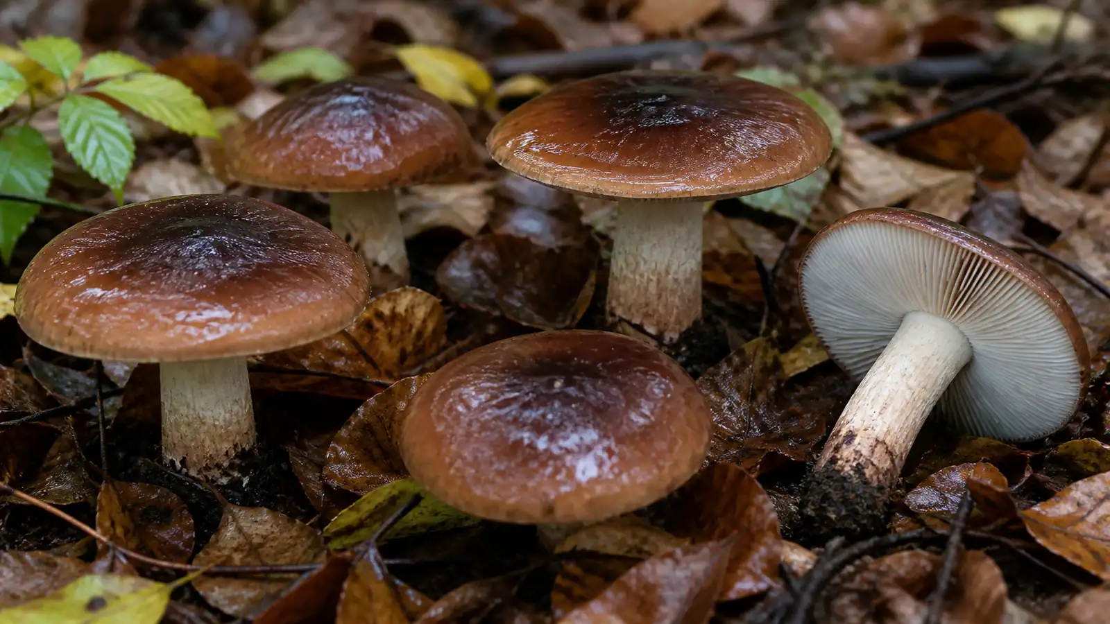 Burnt knight with wet chestnut cap notched pale gills and brown lower stem - Burnt Knight | KnowTheSpore