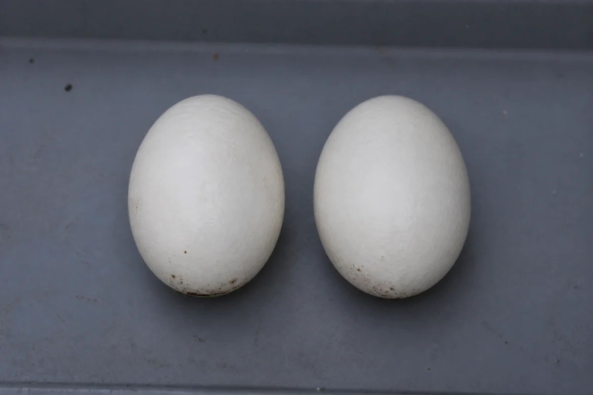 Two smooth white egg-shaped mushroom buttons of the same size lying side by side on a dark tray, both completely closed with no color showing