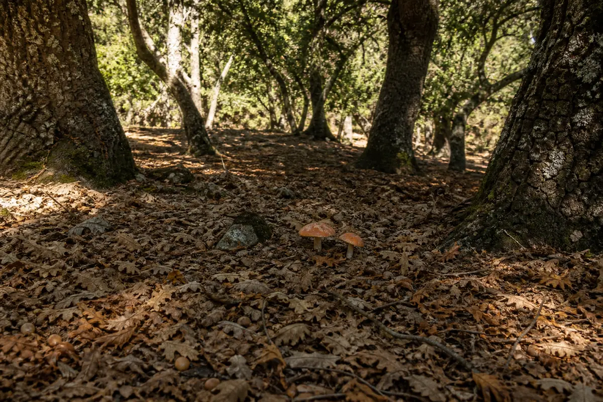 An open Mediterranean oak woodland floor on a warm autumn day with dry brown leaves and acorns between gnarled trunks and a couple of orange caps visible among the leaves