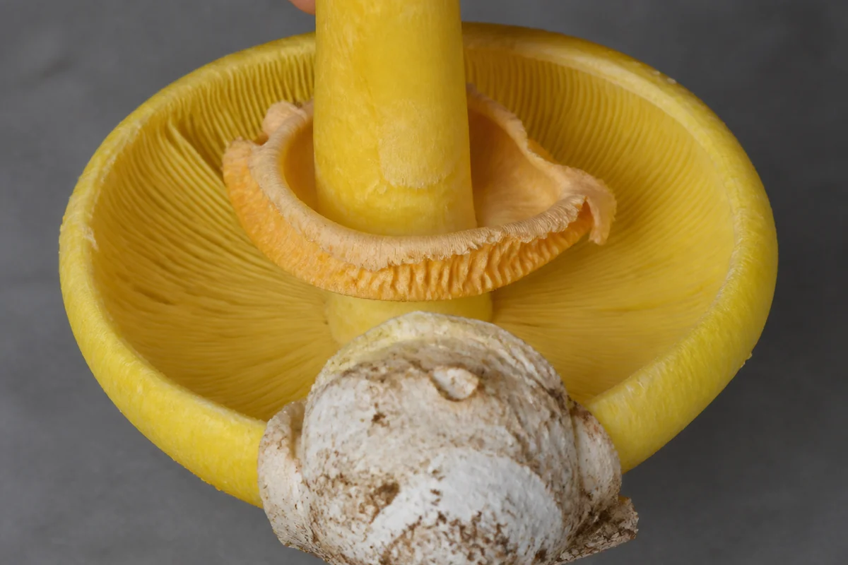 A Caesar's mushroom held upside down showing deep yellow crowded free gills, a yellow stem, a large pale orange hanging ring and a loose white membranous bag at the base