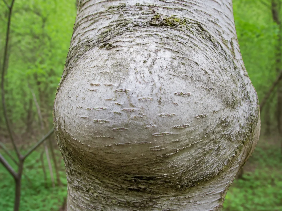 Rounded woody burl on a living birch trunk with smooth bark growing over the swelling and no black cracked surface