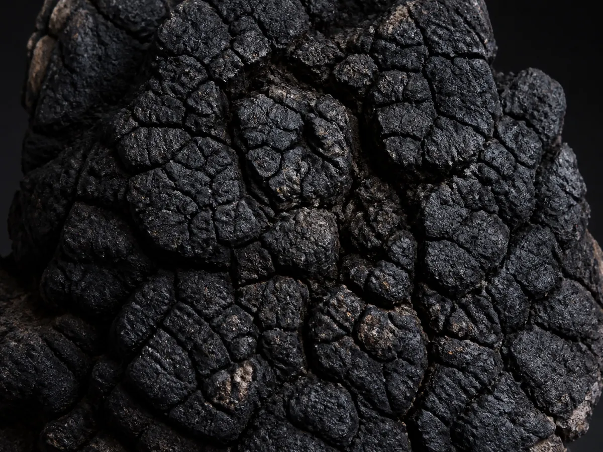 Close view of a chaga crust, hard and deeply fissured charcoal black filling the frame