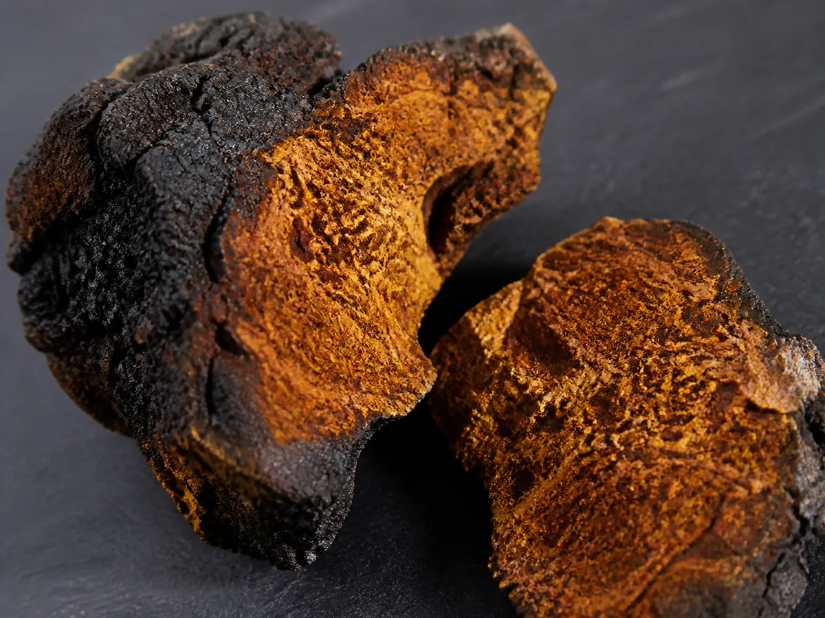 Chaga broken open showing black crust outside and rusty golden orange corky tissue inside