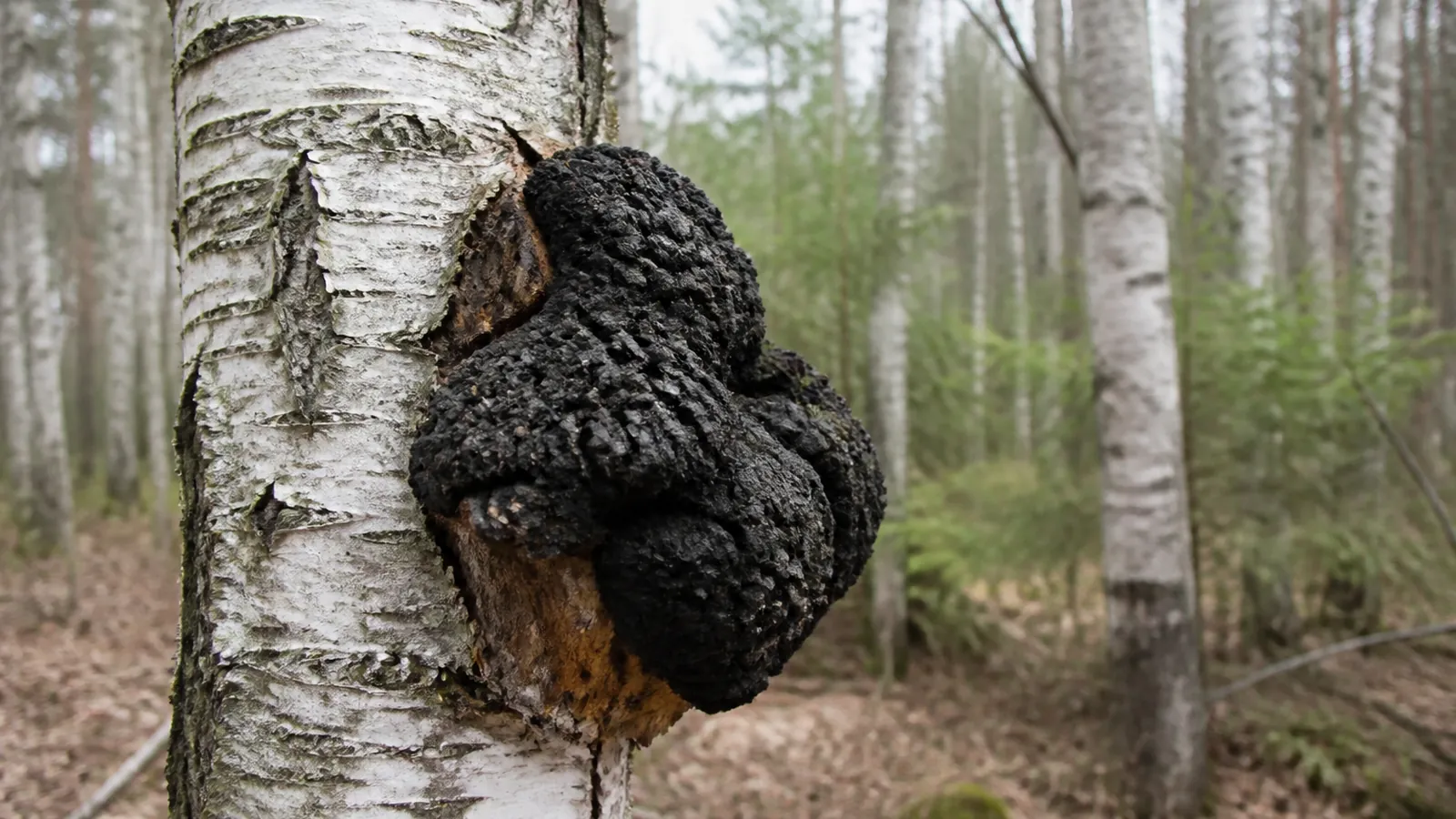 Large black cracked chaga conk on the trunk of a living white birch