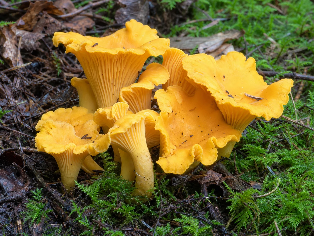 Illustration of Chanterelle showing its key field marks