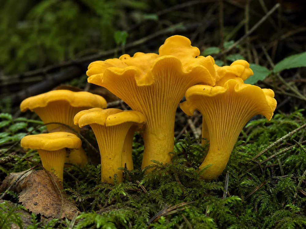 Chanterelle