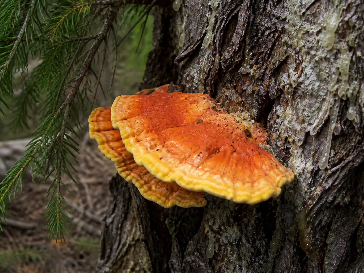 An orange bracket fungus growing on the trunk of a dead conifer with needle foliage and resinous bark nearby