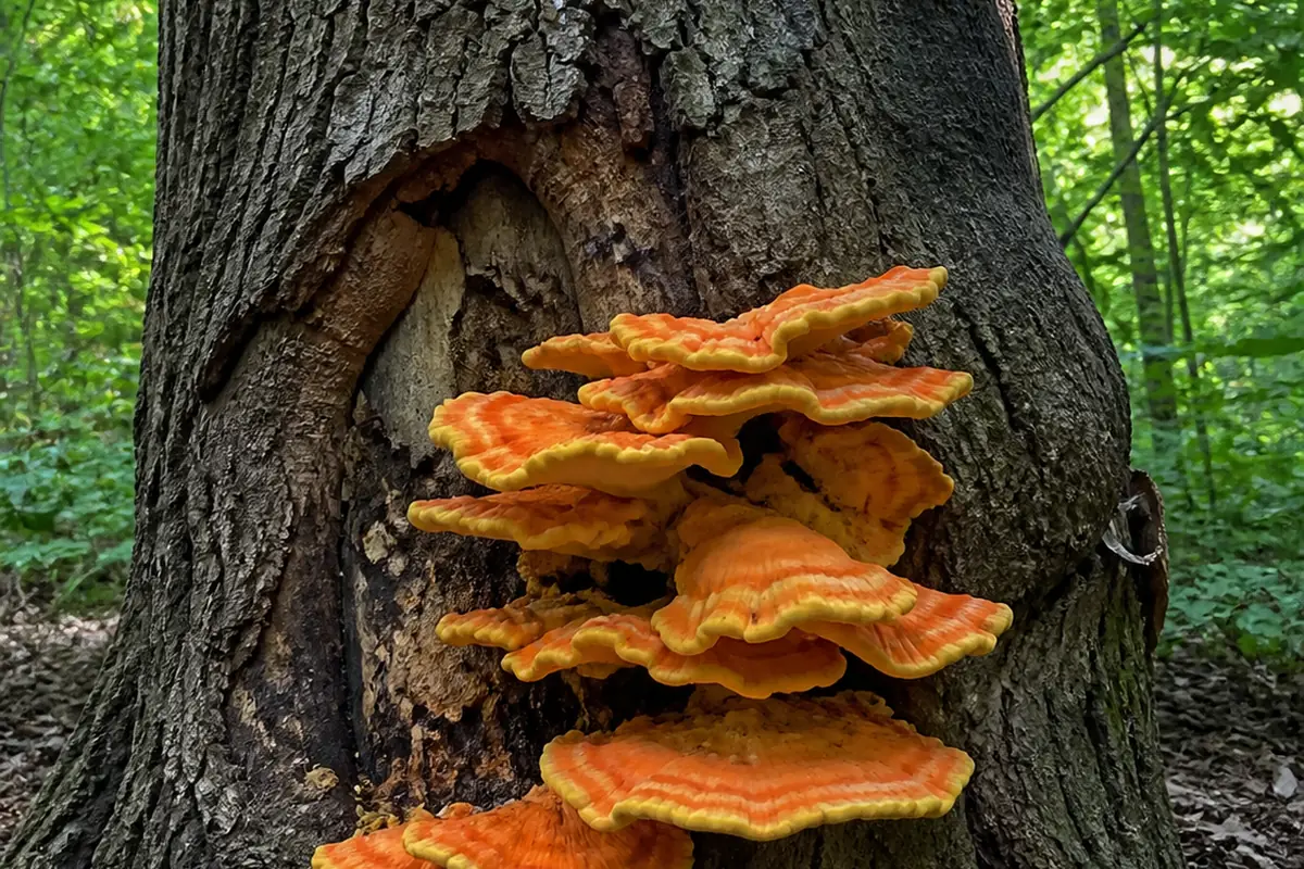 A mature oak trunk with a wound low on the bark and thick bright orange and yellow bracket shelves growing in tiers out of it