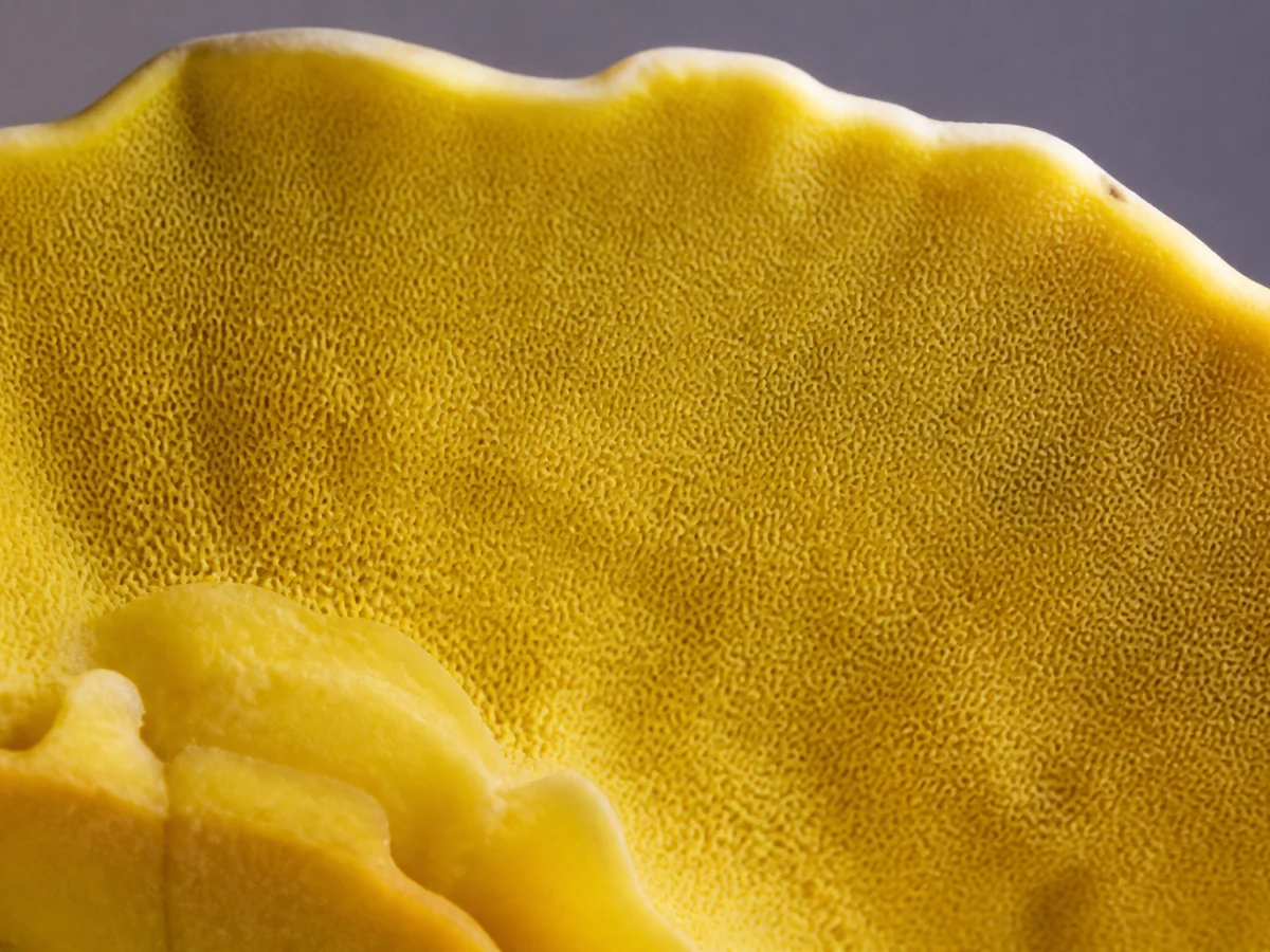 Extreme close view of the underside of a chicken of the woods bracket showing a bright sulphur yellow surface of fine pores with no gills