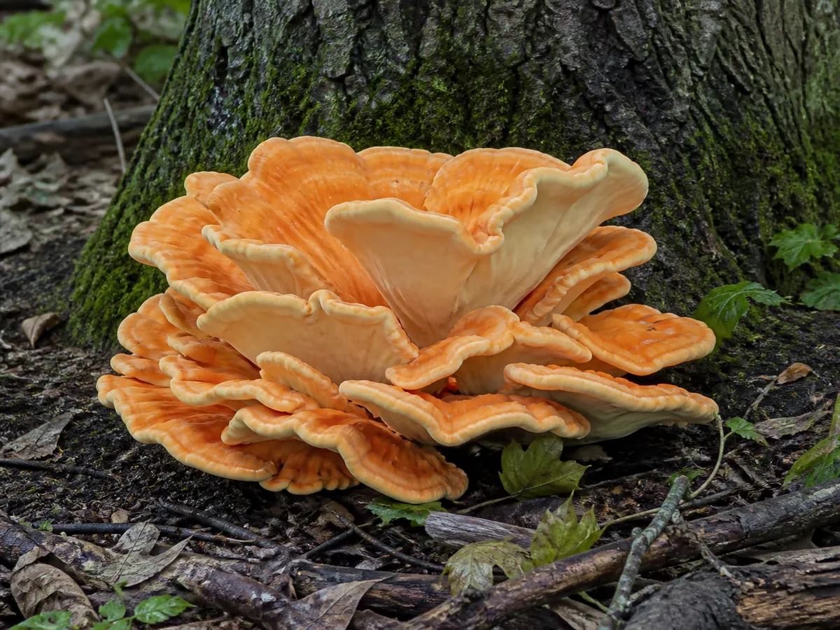 A rosette of chicken of the woods growing from the ground at the base of an oak trunk with a pale creamy underside visible where a shelf curls up