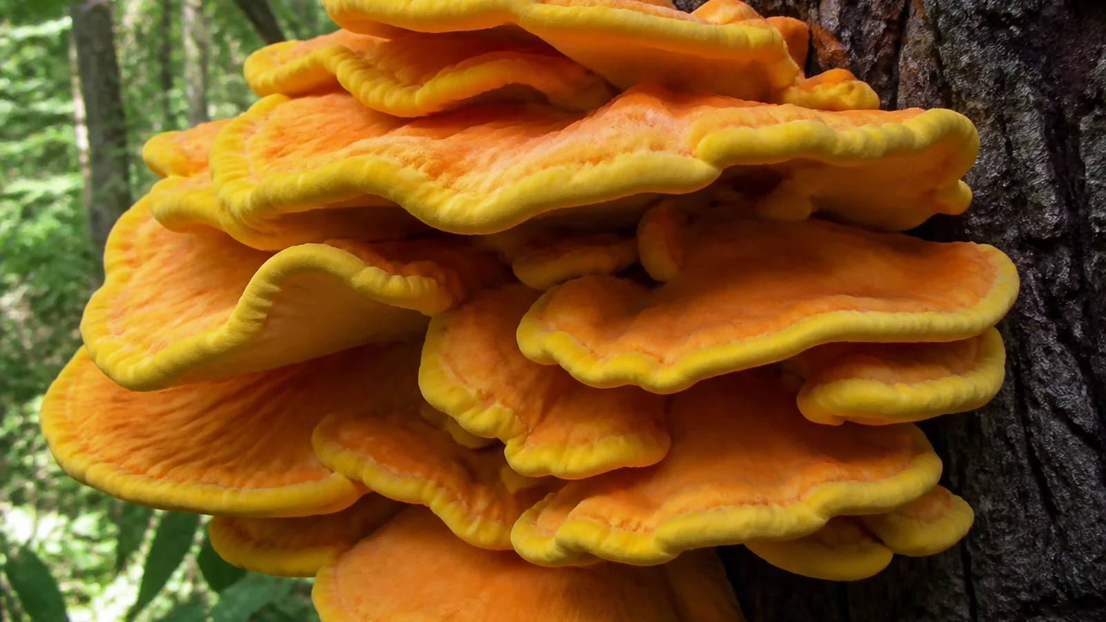 A large bracket of chicken of the woods in overlapping shelves on an oak trunk, sulphur yellow margins grading to bright orange
