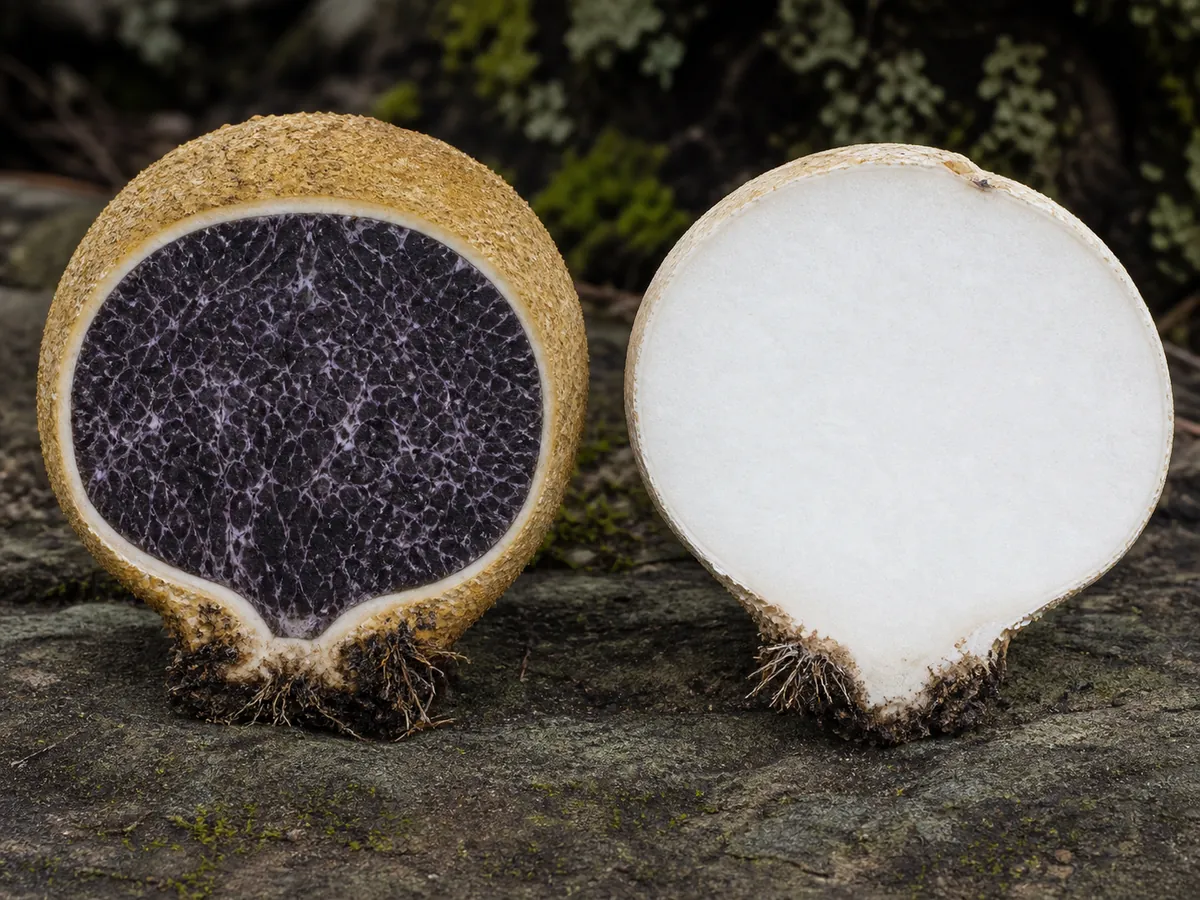 Common earthball opened from top to base beside a uniformly white true puffball cross-section