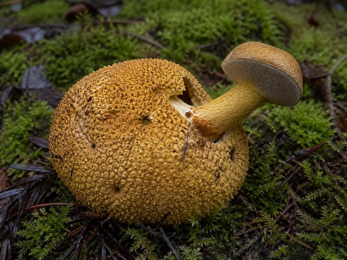 Parasitic boletes emerging from a common earthball in mossy acidic woodland