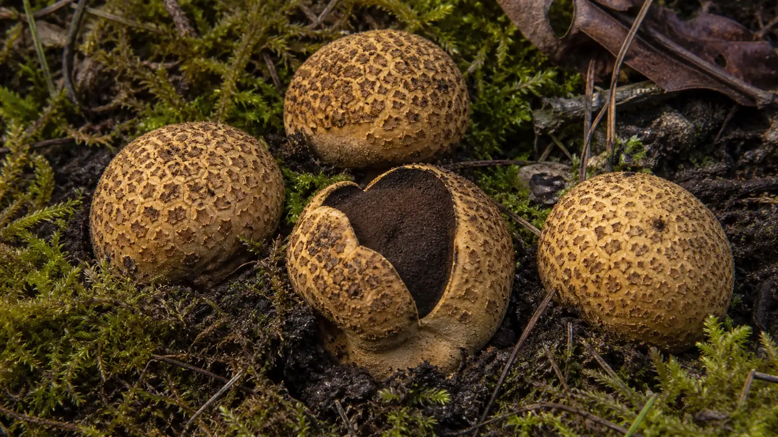 Common Earthball, an example of the puffball form