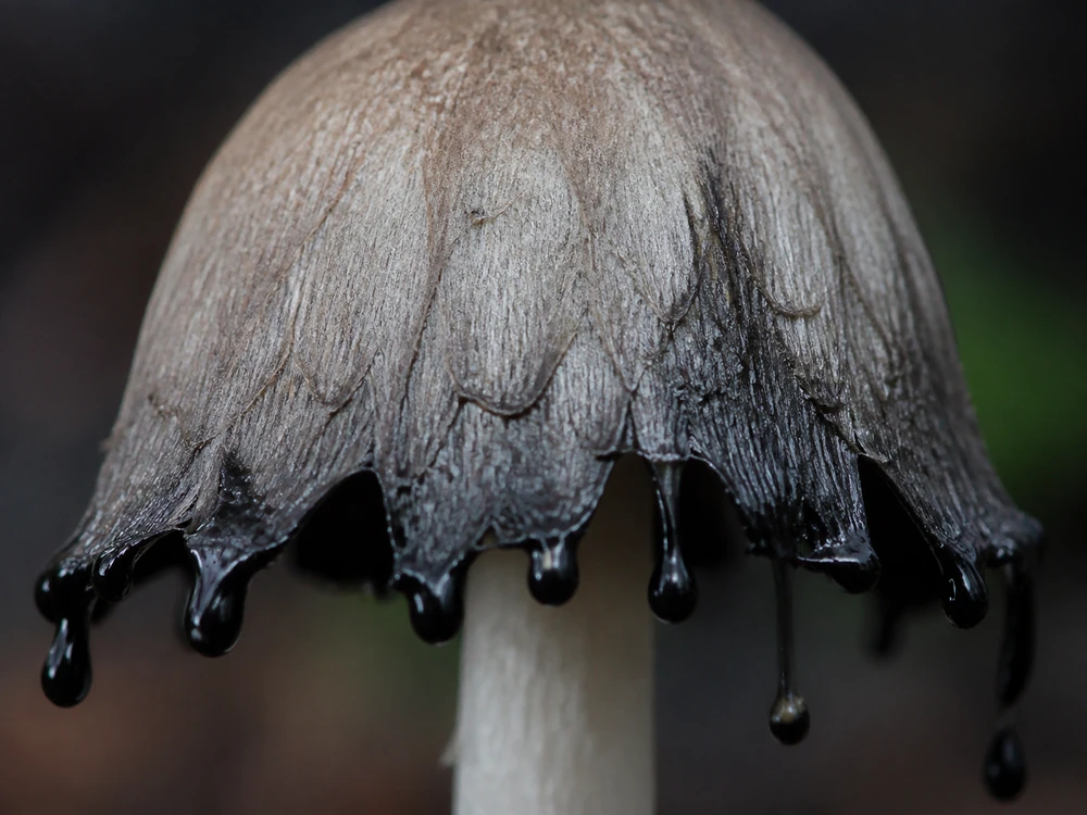 Illustrated gray common inkcap margin breaking down into black droplets