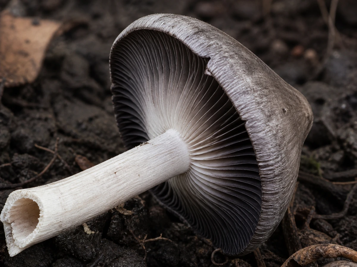 Illustrated underside of an inkcap with crowded dark gills and an exposed hollow pale stem