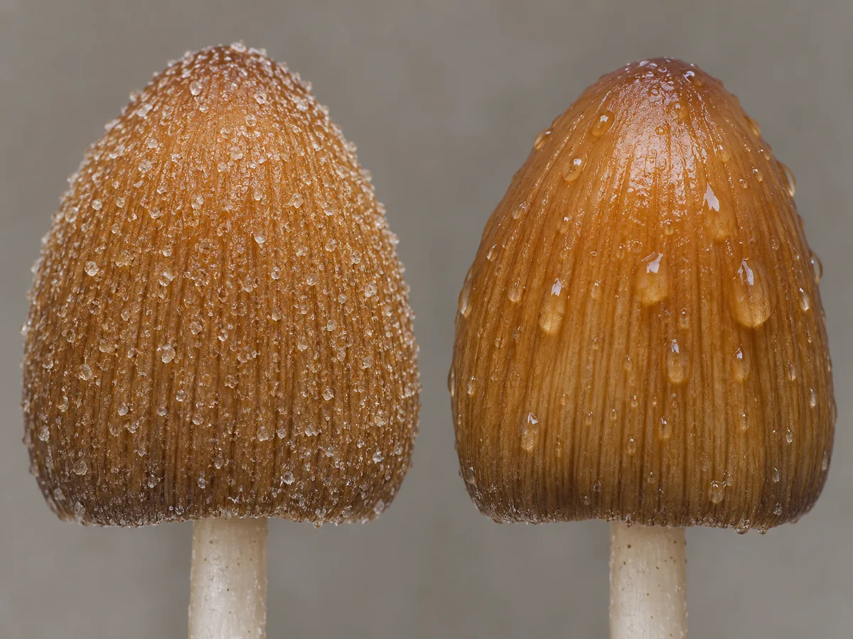 Illustrated honey-brown mica caps with fine granules on the left and a rain-washed surface on the right