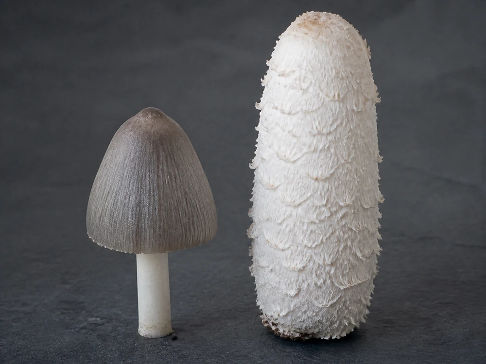 Illustrated gray common inkcap beside a tall white shaggy mane cap with large scales