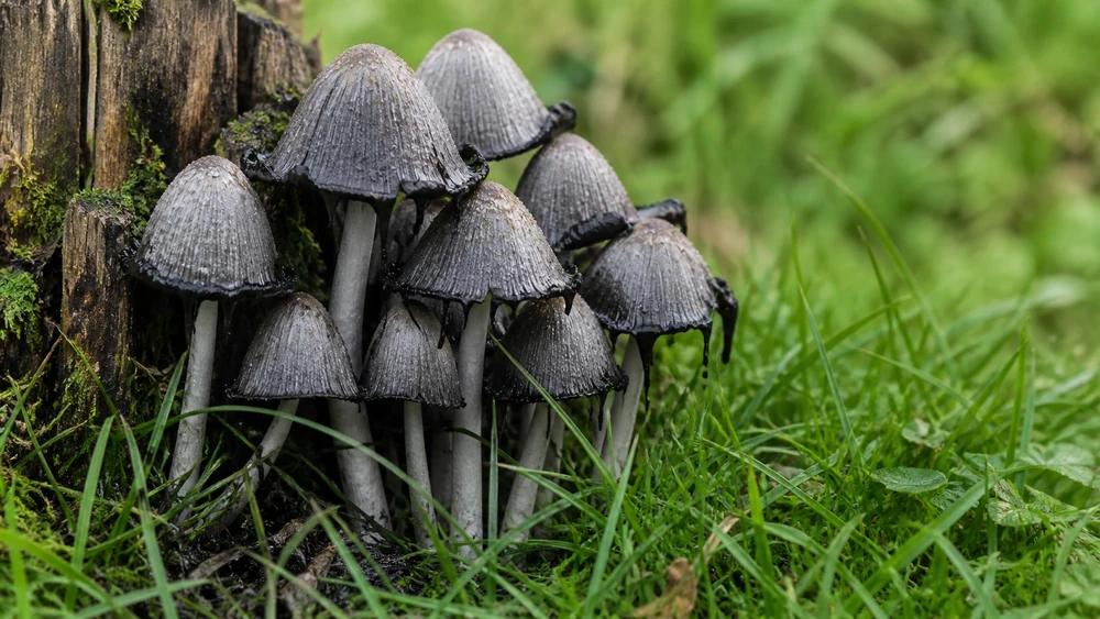 A cluster of gray bell-shaped common inkcap mushrooms with edges beginning to dissolve into black ink