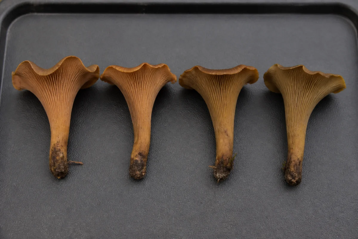 Four funnel shaped brown mushrooms of similar size in a row on a dark tray, all with inrolled margins and decurrent gills, differing only slightly in shade from coppery to olive brown