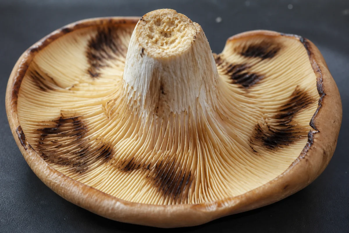 A mushroom upside down on a dark tray showing pale ochre gills running down onto the stem and separating from the cap flesh, with dark brown bruised patches where a thumb has pressed
