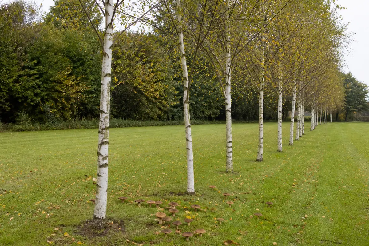 A mown park lawn with a row of planted silver birch, white bark and thin trunks, autumn leaves on short grass, and brown capped mushrooms scattered in the grass beneath