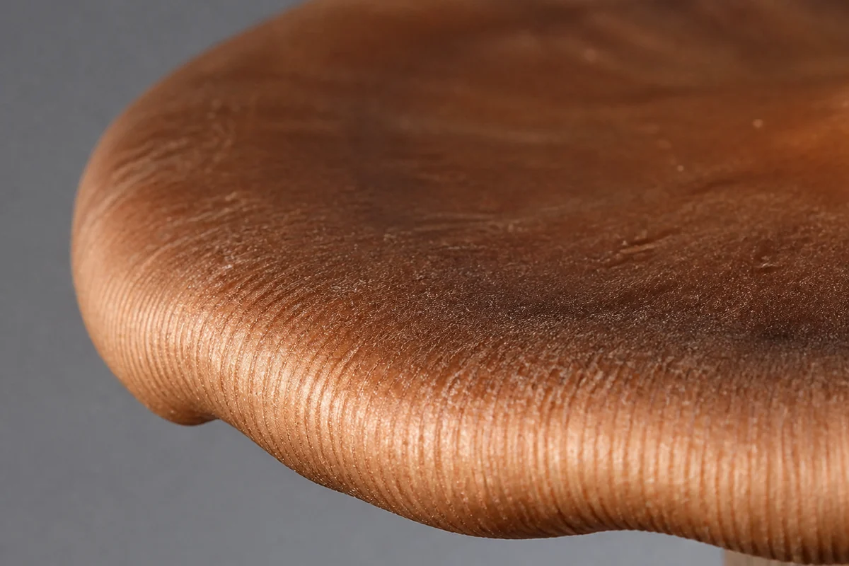 The edge of a coppery brown cap seen from the side with the margin rolled tightly inward and downward into a thick blunt roll with fine ribbing along it