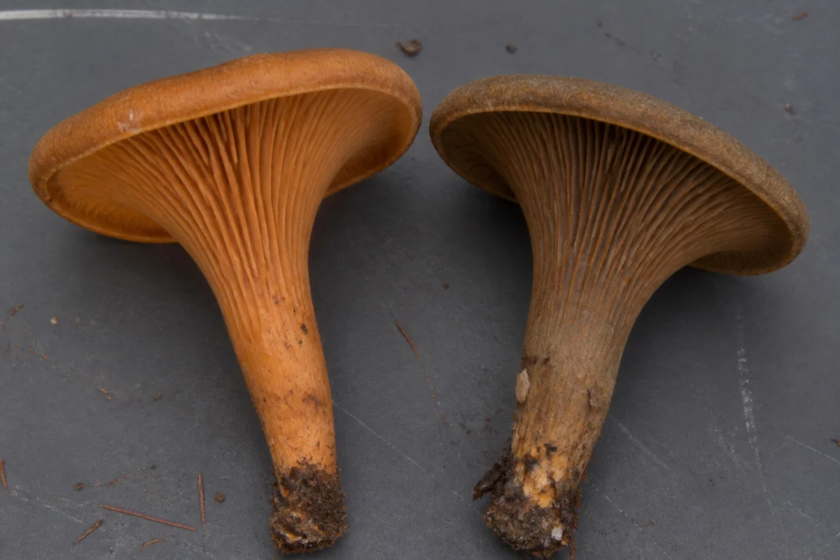Two funnel shaped mushrooms side by side on a dark tray, the left a warm coppery orange brown and the right a duller olive brown, both with tightly inrolled margins and decurrent gills