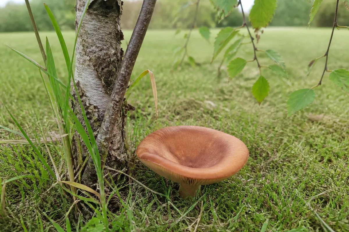 Copper roll rim mushroom in lawn grass beneath a birch tree with a coppery orange brown funnel shaped cap and inrolled margin