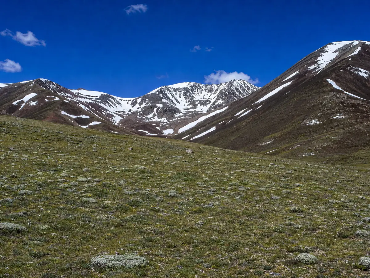 High alpine meadow on the Tibetan plateau with short grass, cushion plants and snow patches on the ridges behind