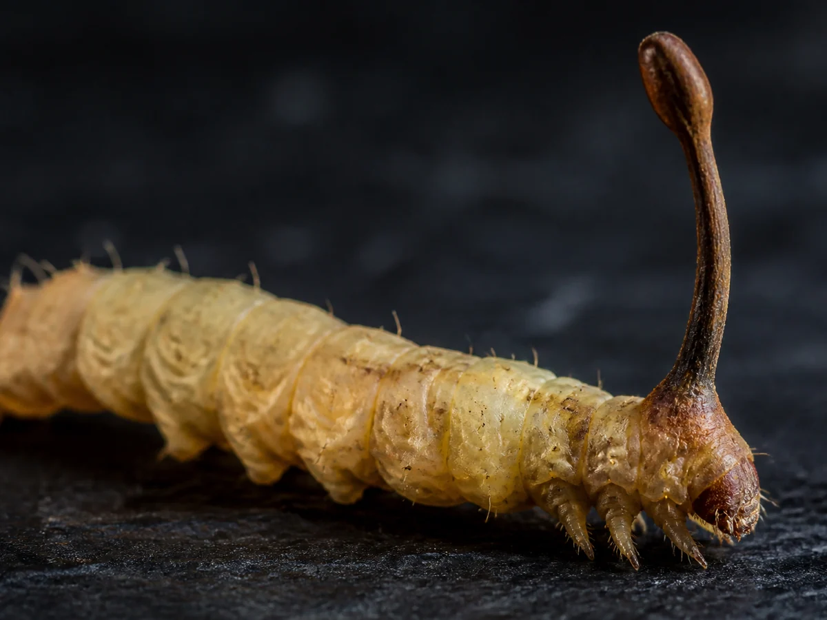 Macro view of one caterpillar fungus specimen showing the segmented pale tan caterpillar body with legs and a slender dark club rising from the head end