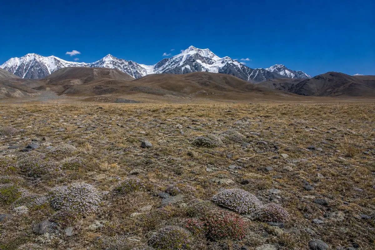 A high Tibetan plateau meadow in early summer, short brown grass and low cushion plants over stony ground with snow-streaked peaks on the horizon