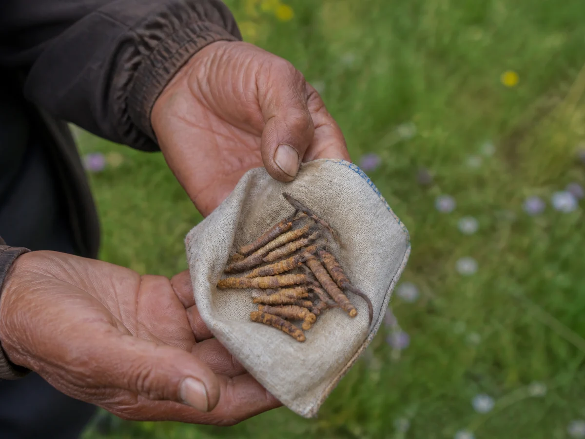 Weathered hands holding a small cloth pouch of dried caterpillar fungus specimens with alpine meadow behind