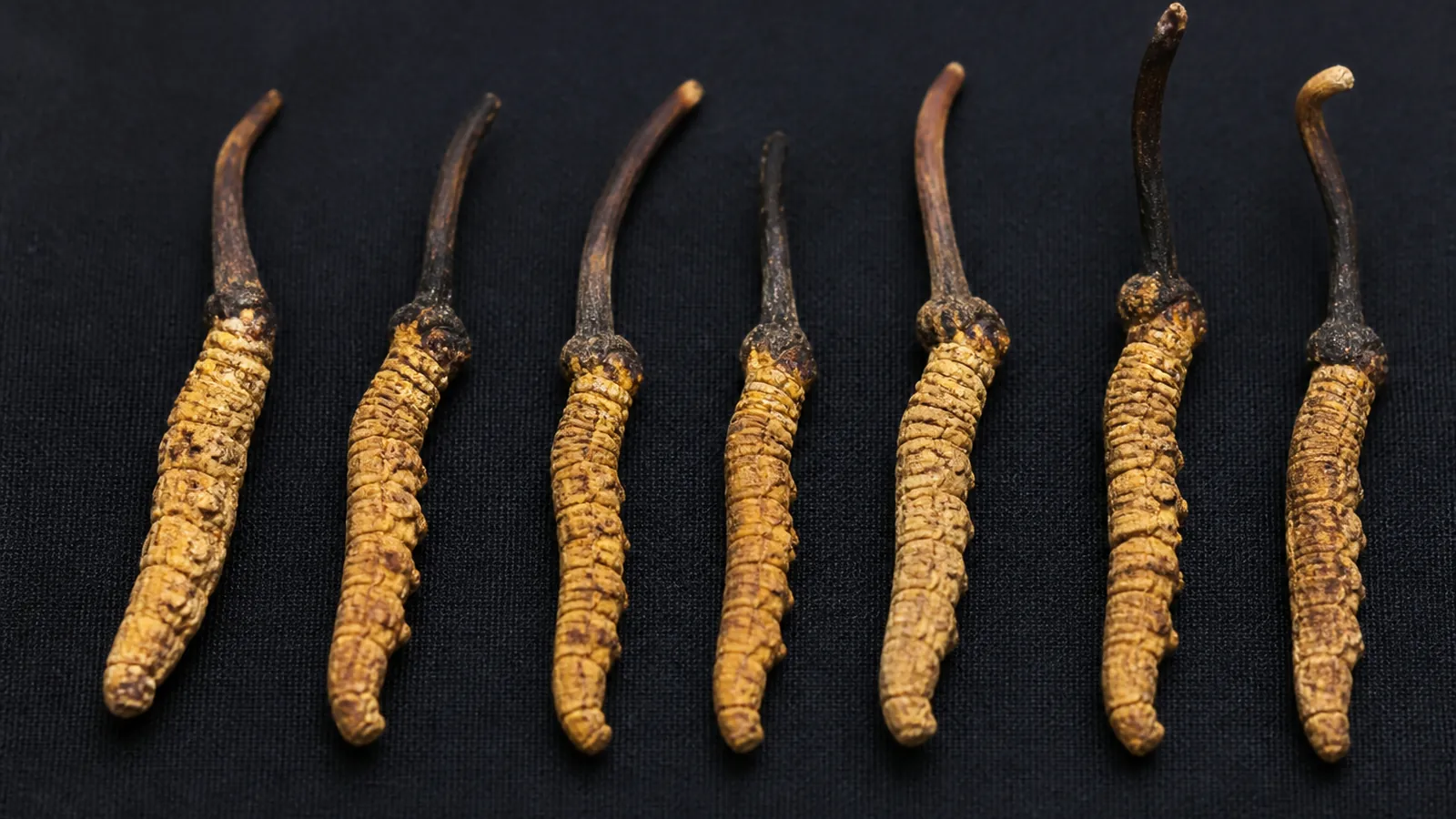 Dried caterpillar fungus specimens, each a pale tan caterpillar body with a dark club growing from the head