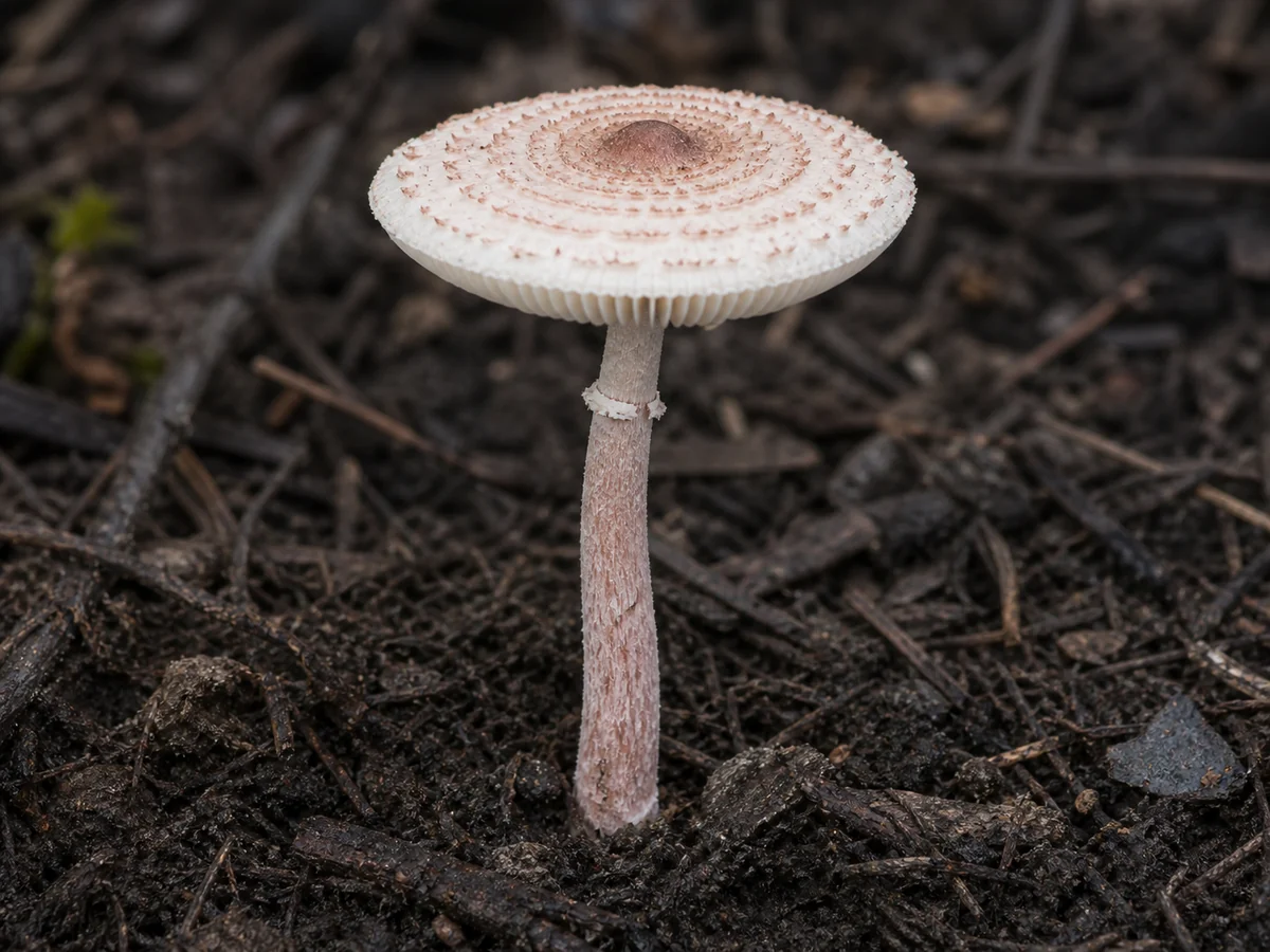 Detailed deadly dapperling showing concentric pink-brown cap scales, free white gills, fragile ring zone, and intact stem base