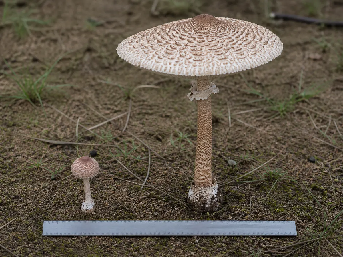 Deadly dapperling beside a mature parasol silhouette with a metric scale and intact stem bases