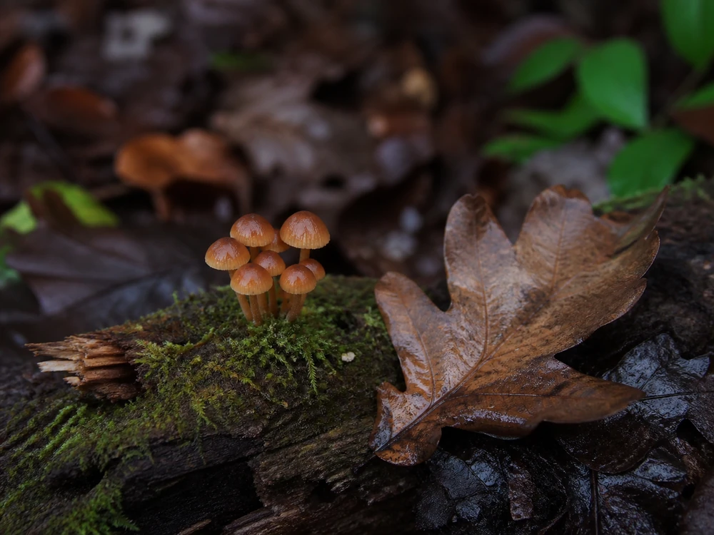 A tight cluster of small tawny mushrooms growing from the mossy end of a rotting log with a fallen oak leaf beside them for scale