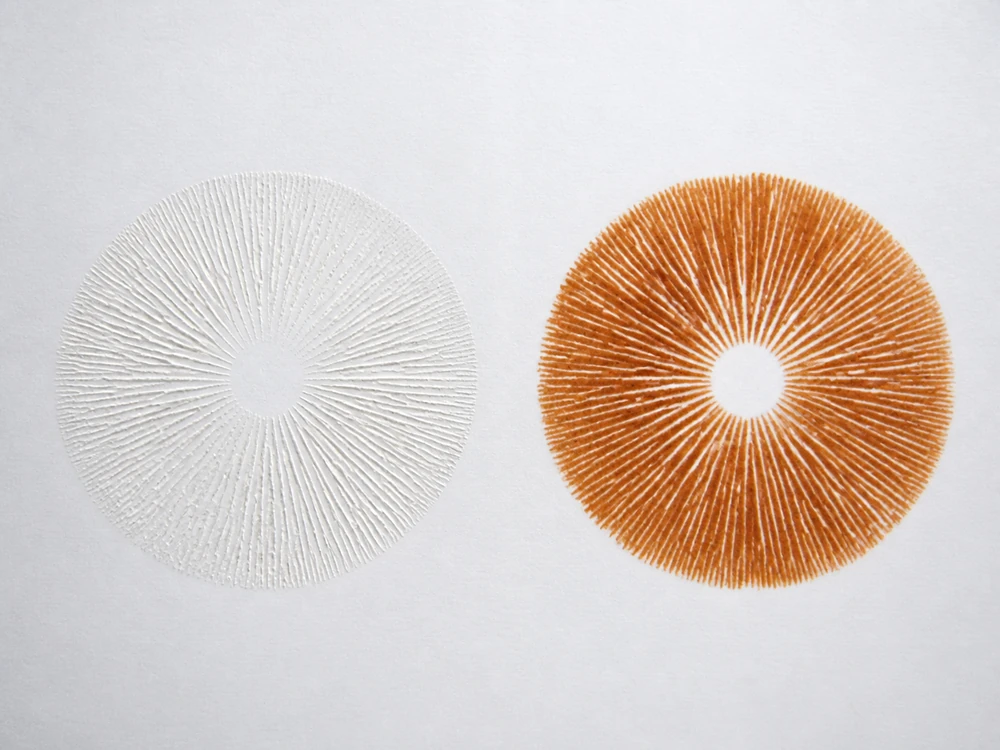 Two spore prints on white paper side by side, one a clean white deposit and one a distinctly rusty brown deposit