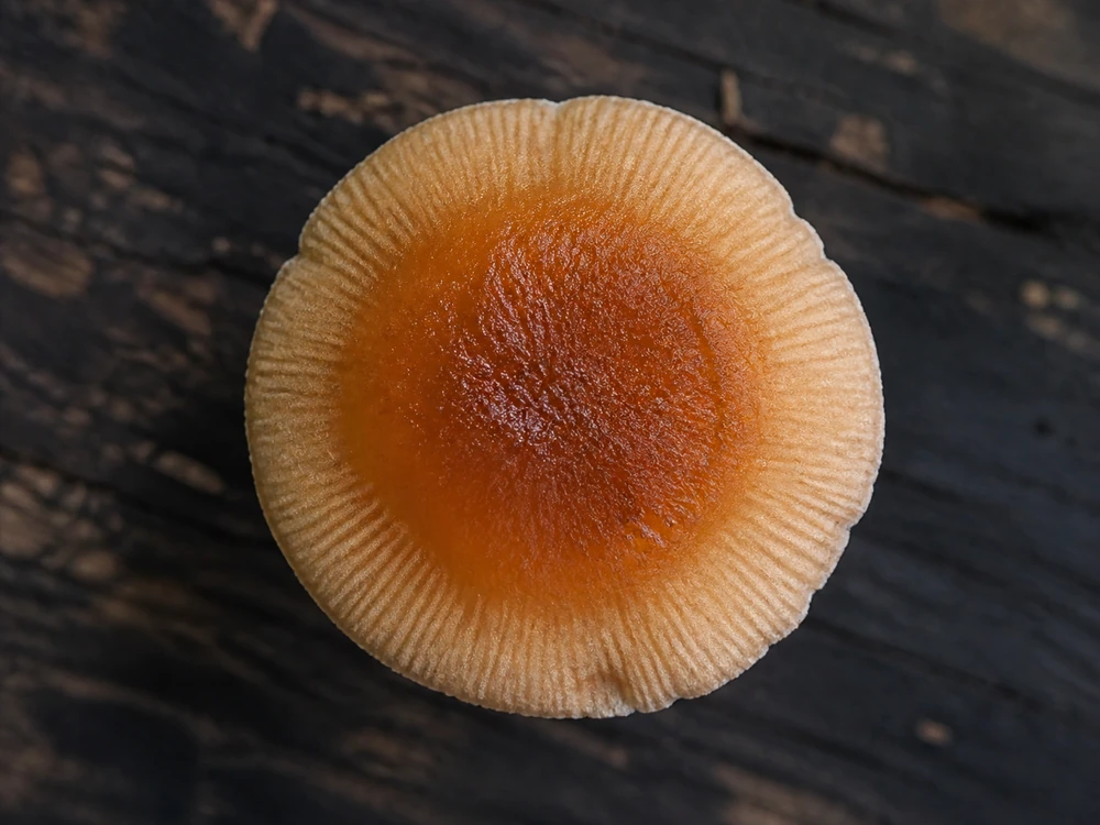 A small tawny mushroom cap drying unevenly so a darker moist center meets a paler dried rim in a sharp band