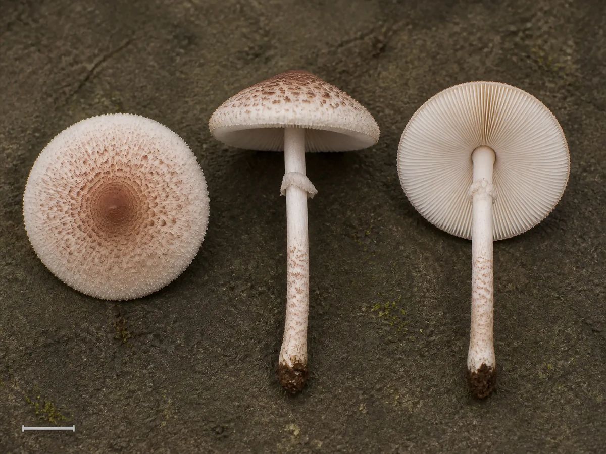 Deadly parasol with concentric pink-brown cap scales, free white gills, fragile ring zone, and felty lower-stem bands