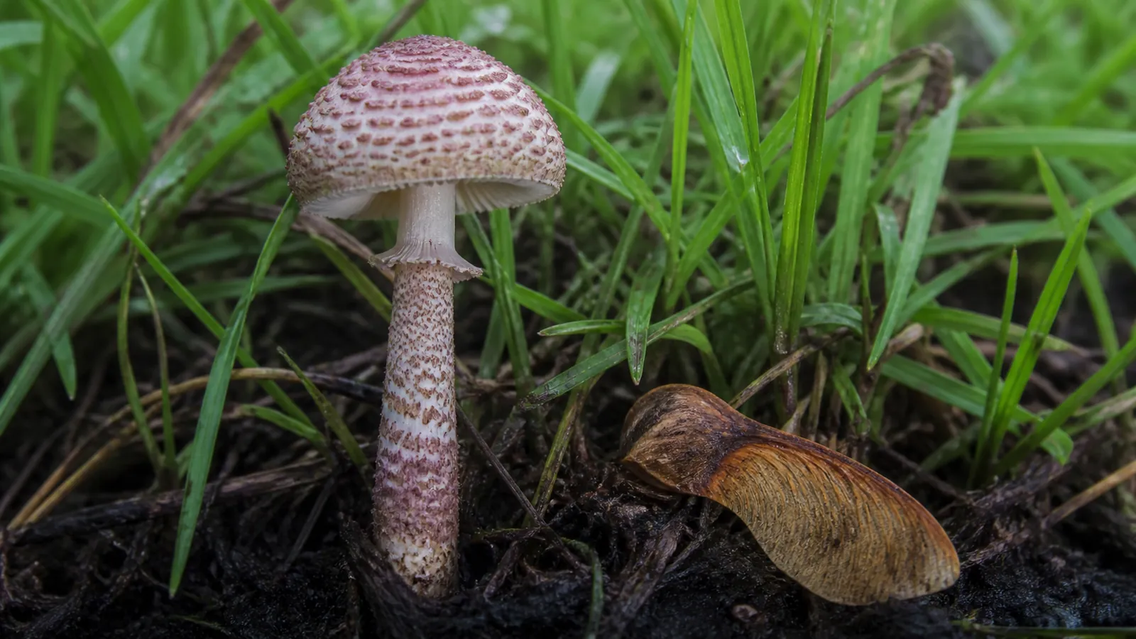 Tiny mature deadly parasol with a pink-brown scaled cap and slender stem beside grass