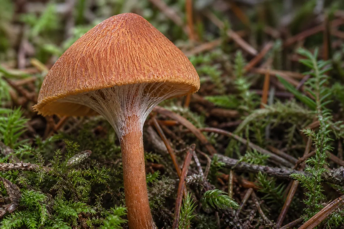 Fine veil fibers between a young cap edge and upper stem