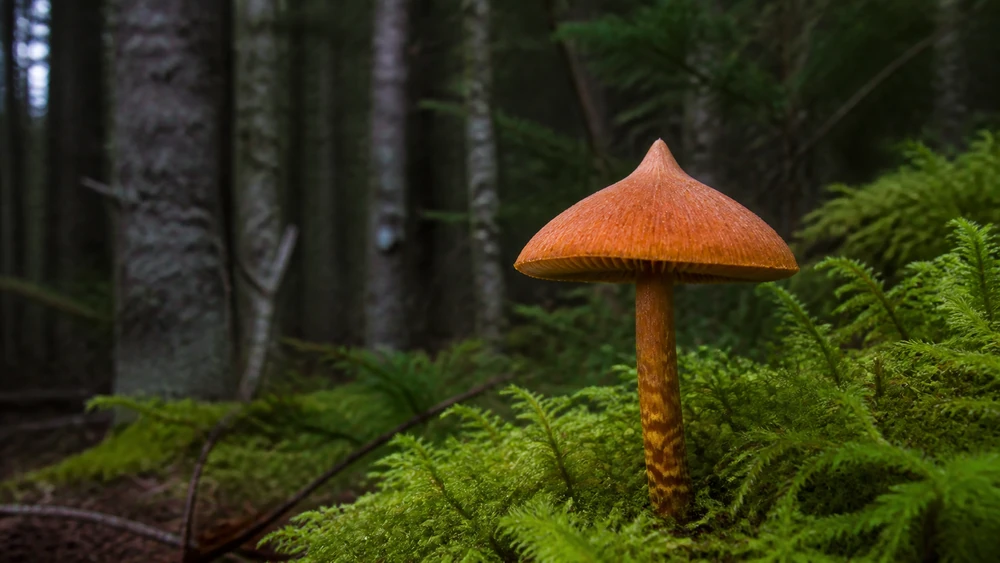 A tawny orange deadly webcap with a dry pointed cap growing among woodland moss