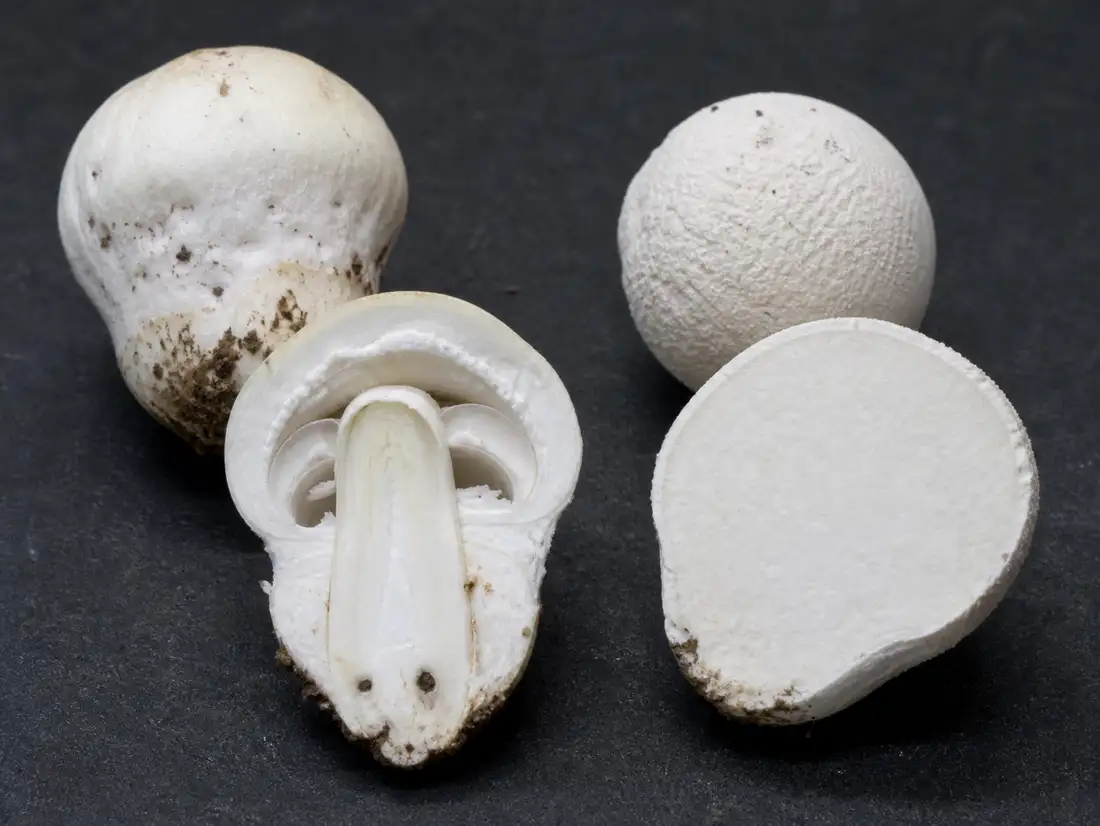 Vertical sections of a death cap button and a true puffball