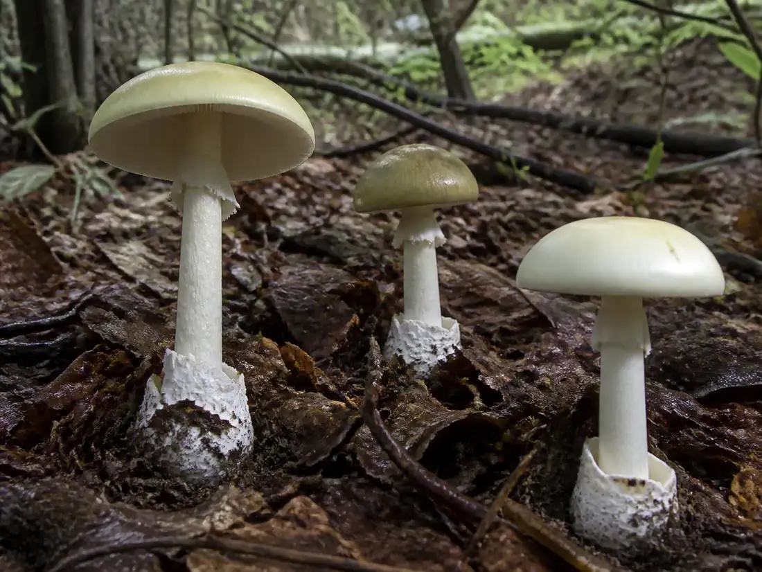 Three intact death caps under oak showing pale yellow-green, olive-bronze, and cream cap variation