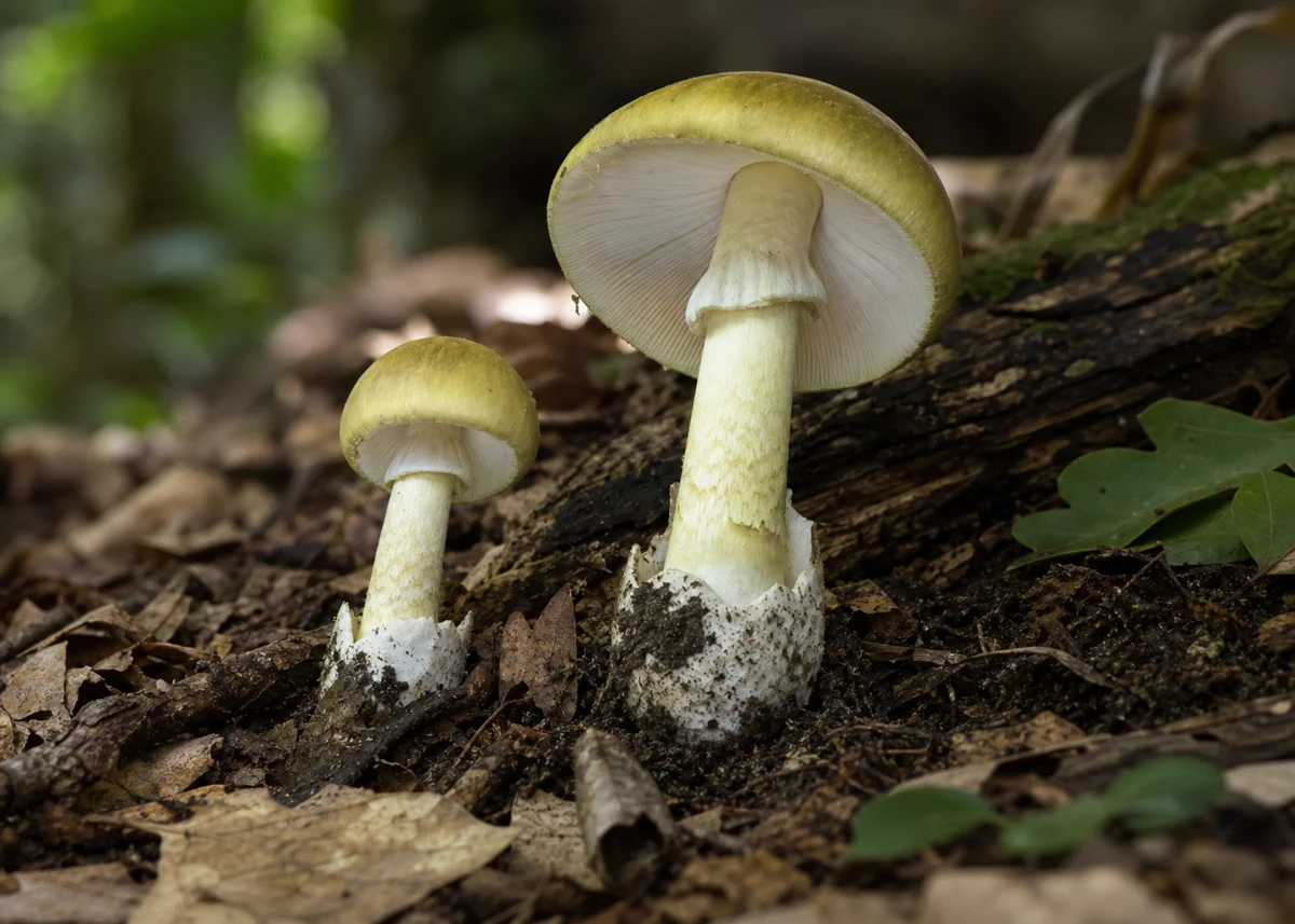 Illustration of Death Cap showing its key field marks