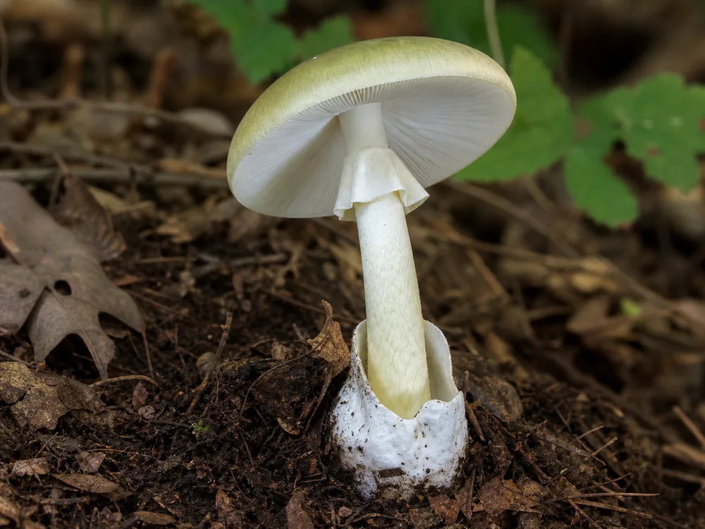 Death Cap